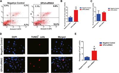 Frontiers GPx3 Knockdown Inhibits The Proliferation And DNA Synthesis